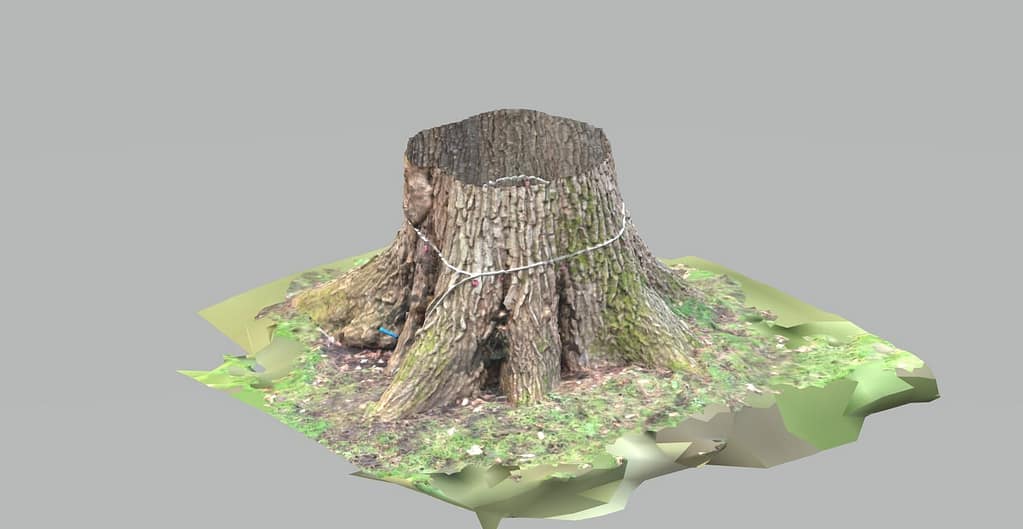 Resistograph Test decay Horsham