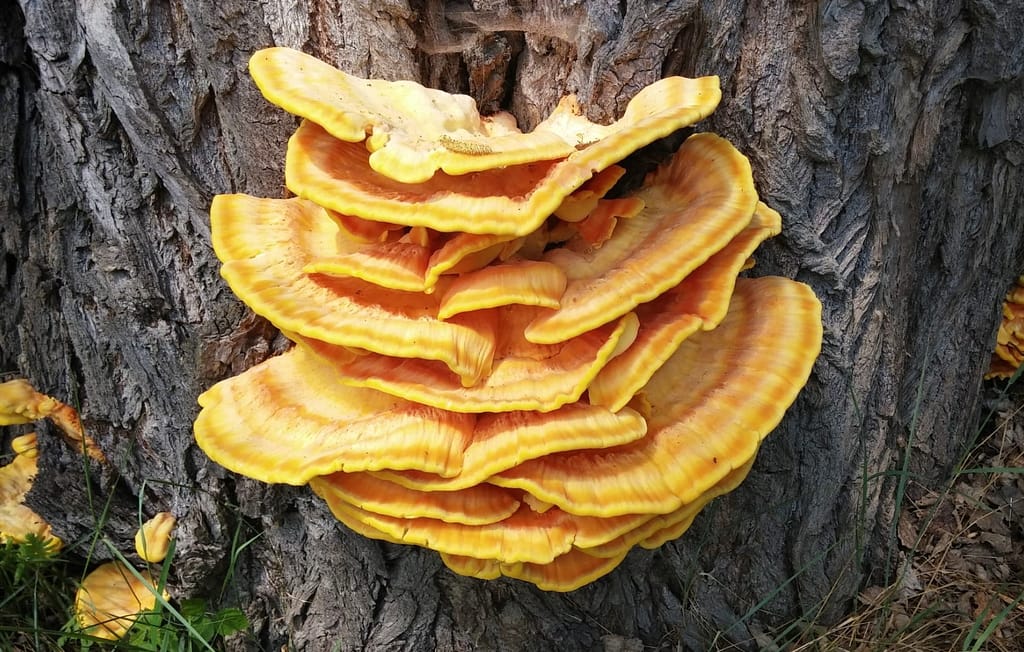 Decay Detection Tree Surveys Surrey