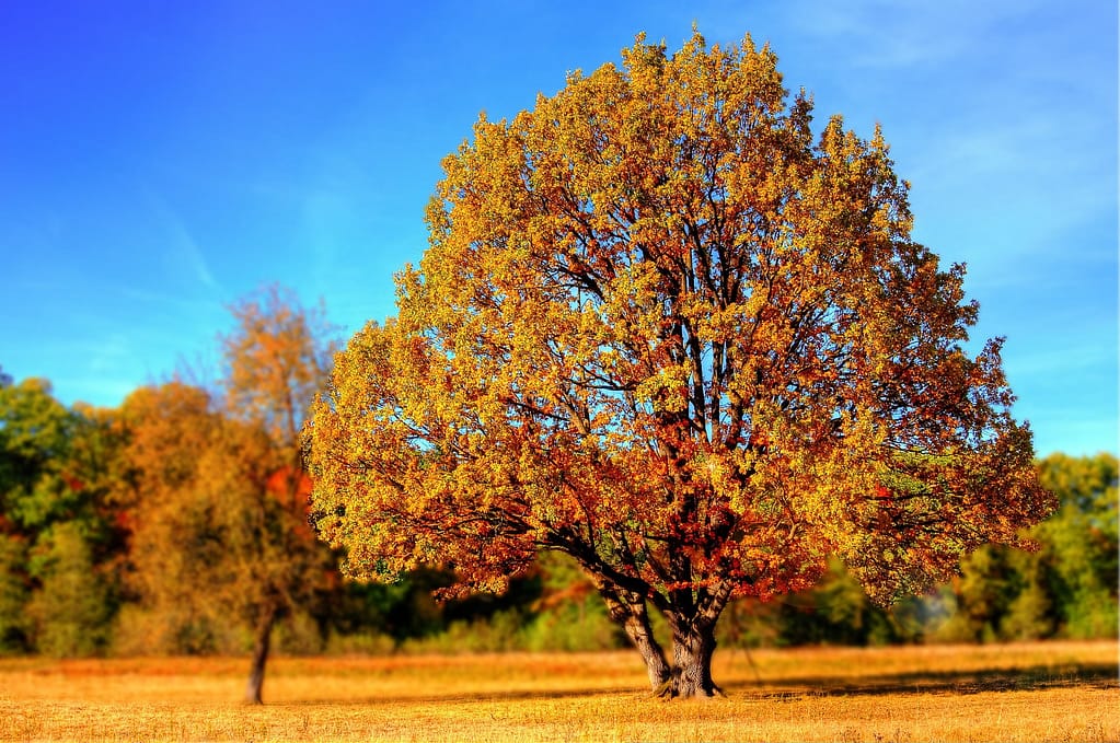 Mortgage Tree Surveys Weybridge Tree Report For Planning
