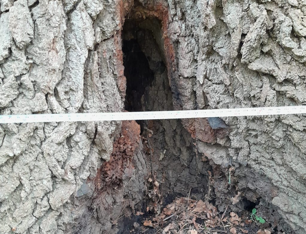 Tree Survey Woking