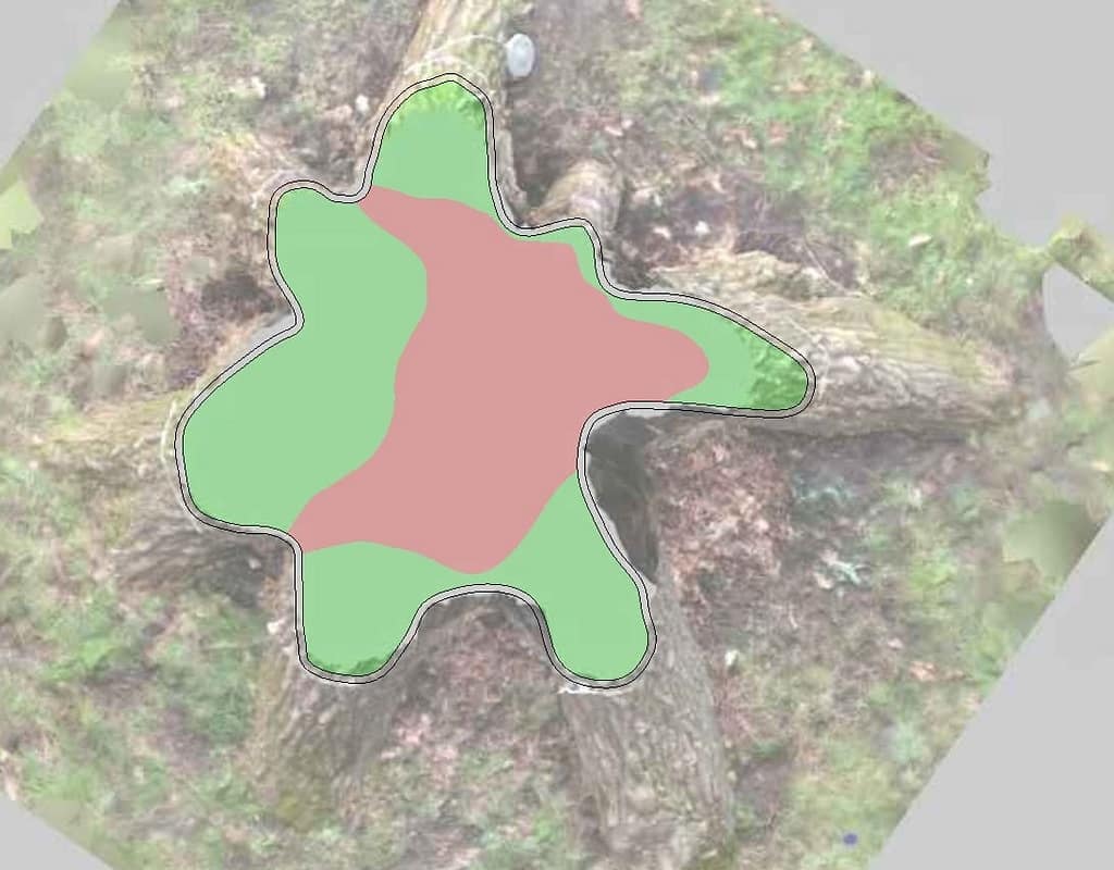 Tree Inspection decay Surrey