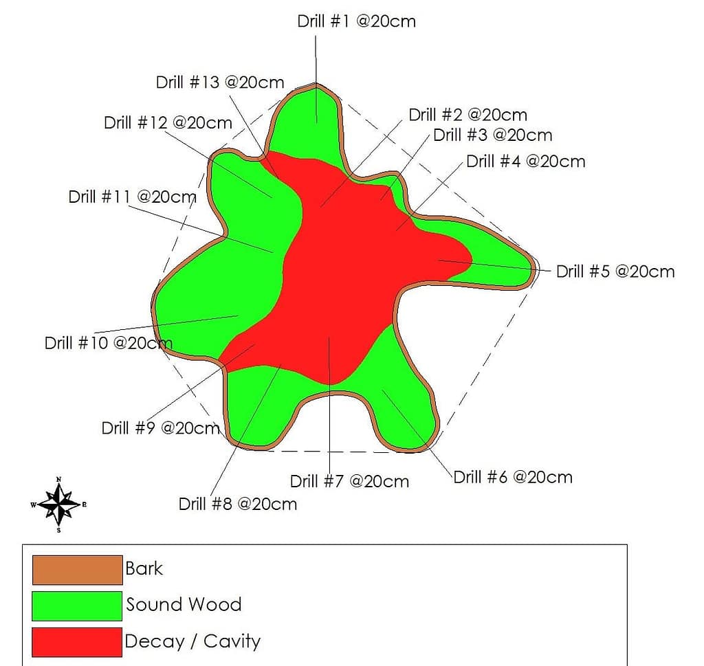 Tree Inspection decay Camberley
