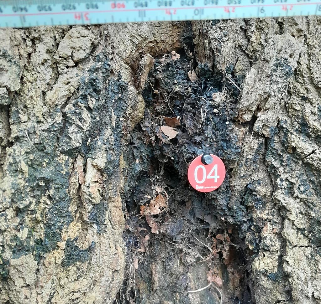 Tree Inspection Guildford