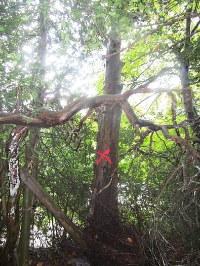 Arboricultural Method Statement Camberley