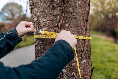 Tree Report For Planning Tree Surveys Surrey