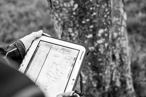 Planning Tree Surveys Surrey