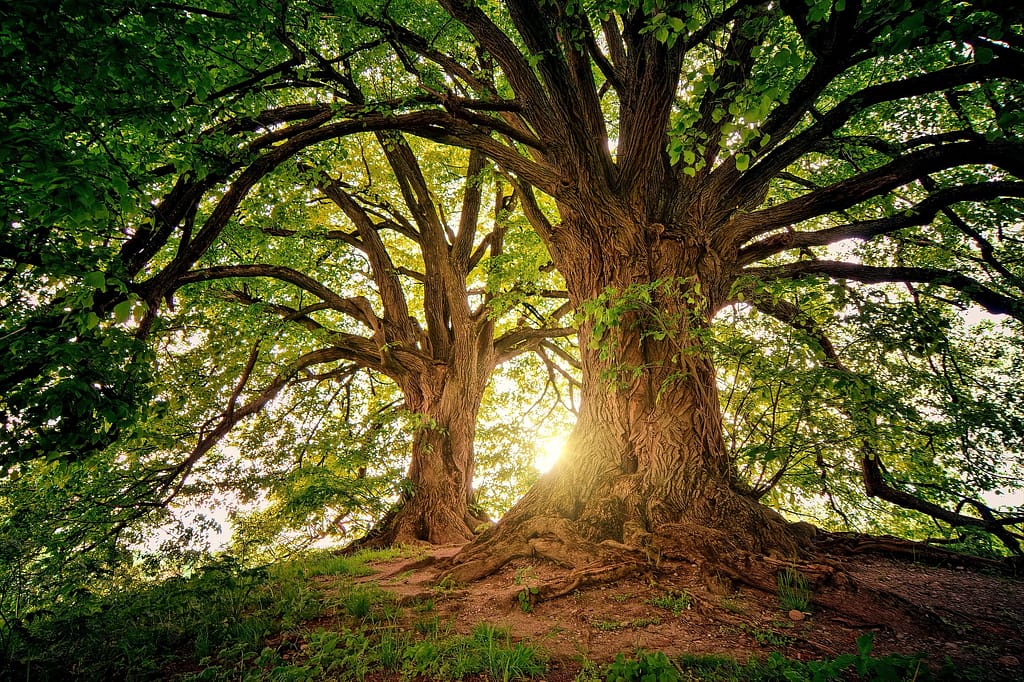 Arboricultural Impact Assessment